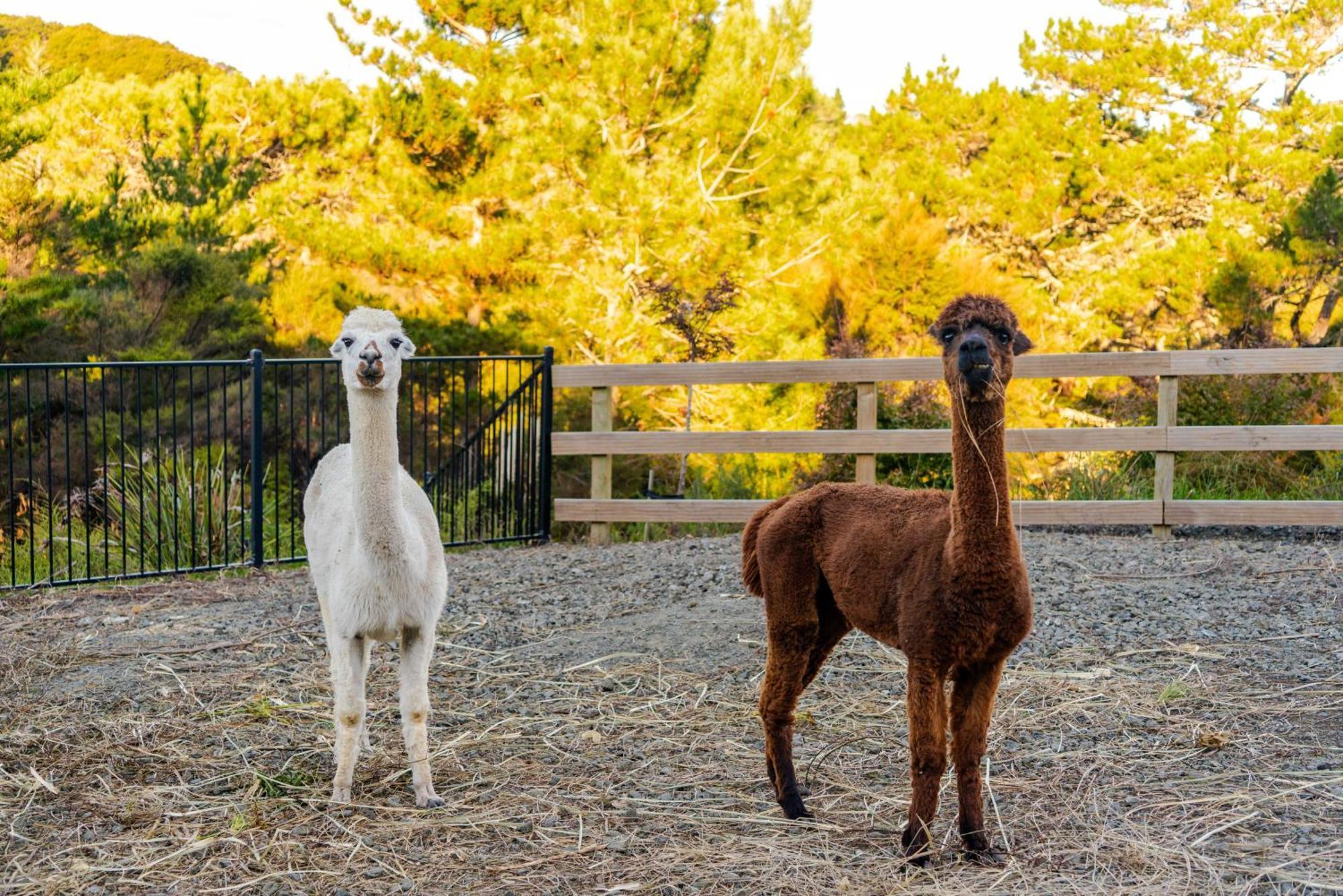 Alpaca Manor Auckland Lejlighed Eksteriør billede