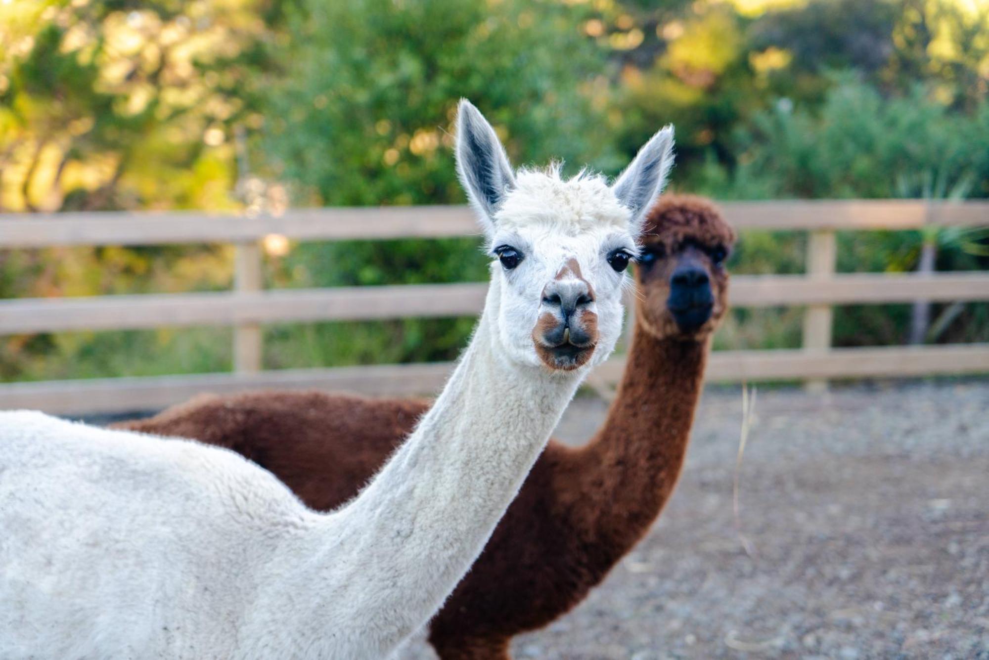Alpaca Manor Auckland Lejlighed Eksteriør billede