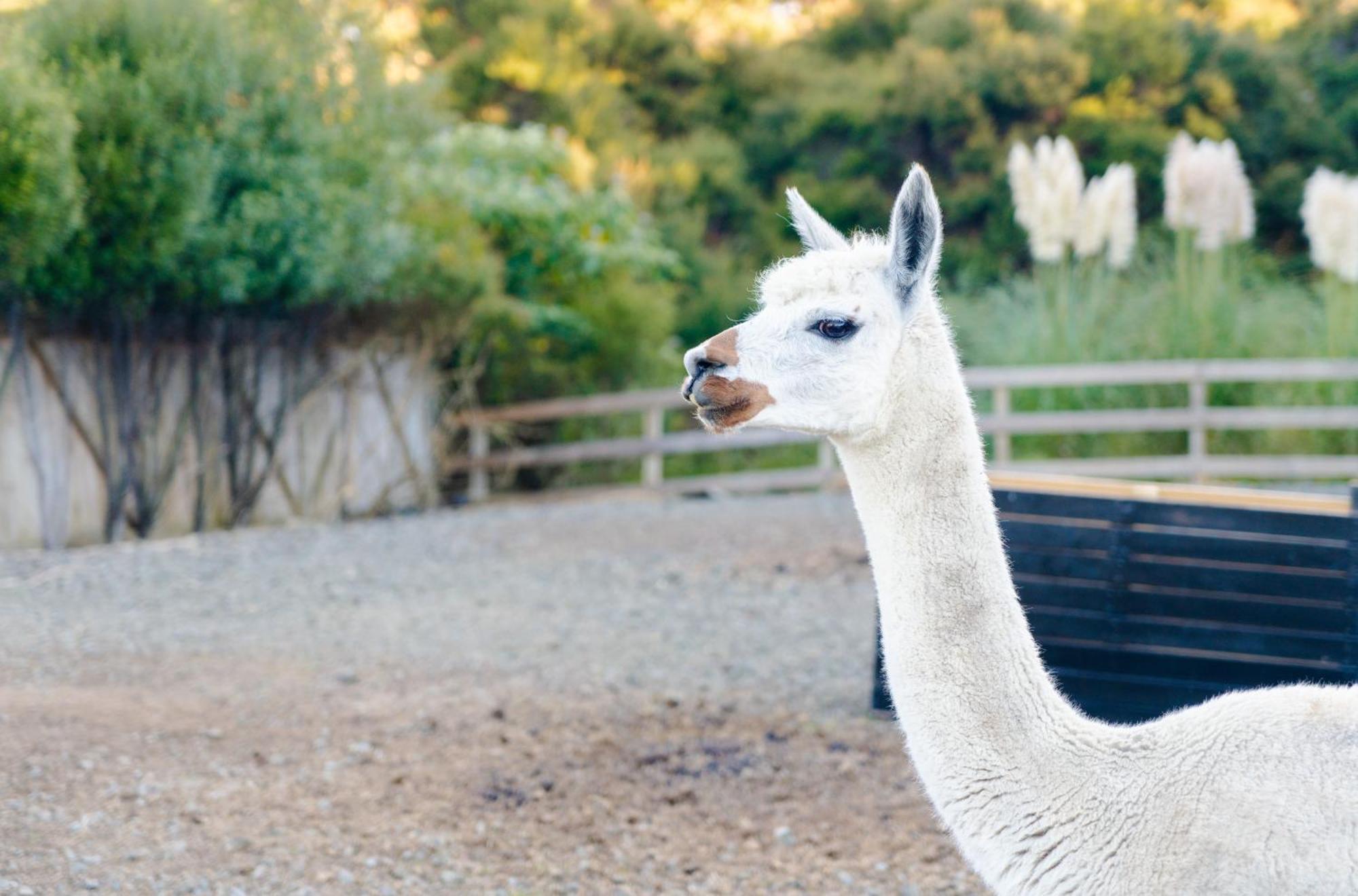 Alpaca Manor Auckland Lejlighed Eksteriør billede
