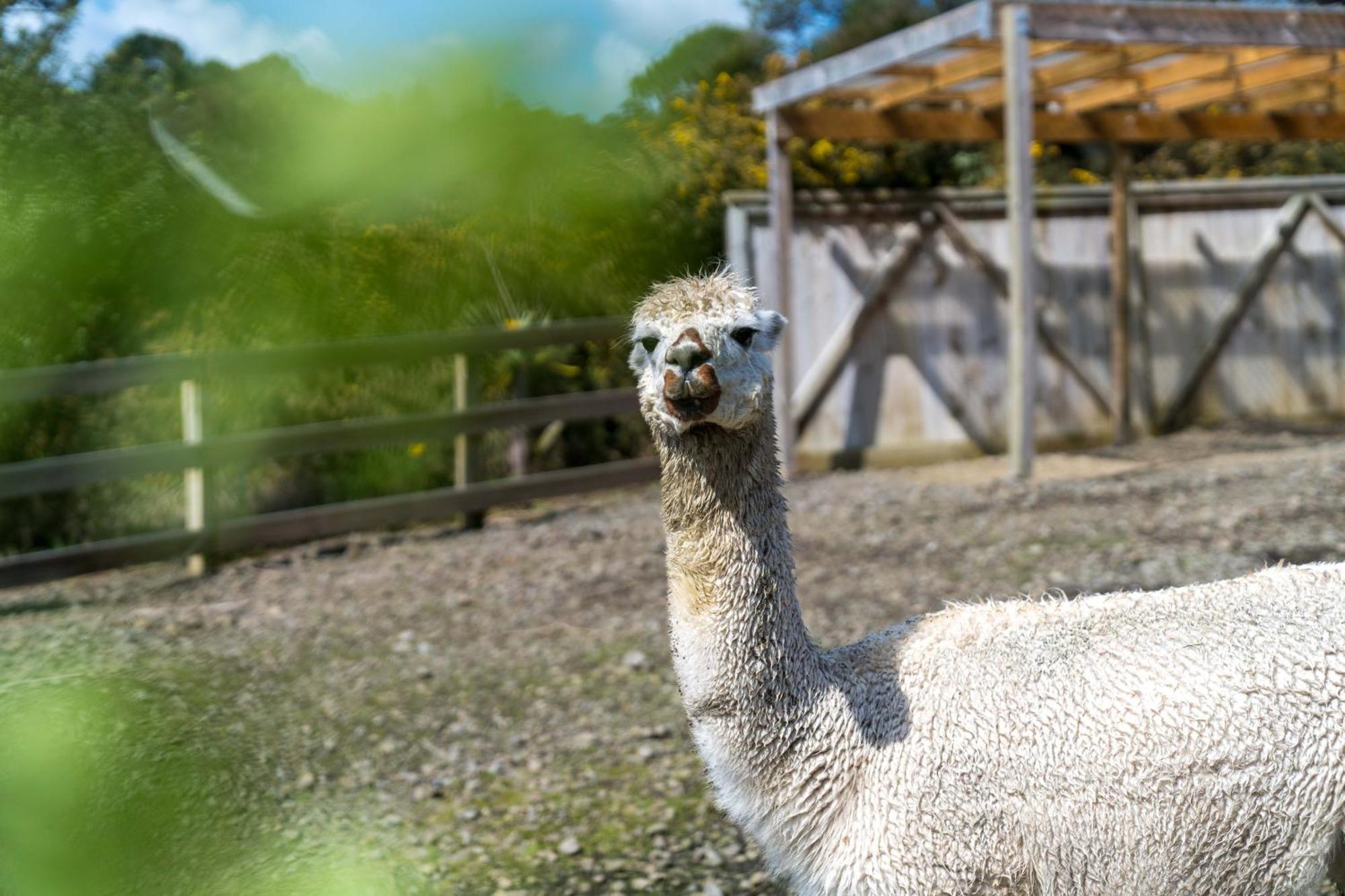 Alpaca Manor Auckland Lejlighed Eksteriør billede
